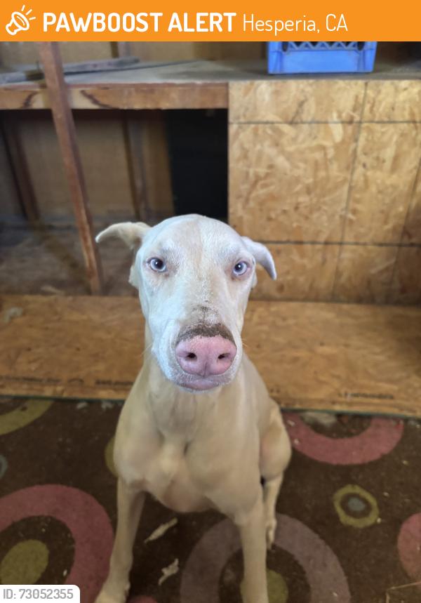 Found/Stray Female Dog last seen McDonald, Hesperia, CA 92344