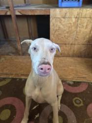 Found/Stray Female Dog last seen McDonald, Hesperia, CA 92344