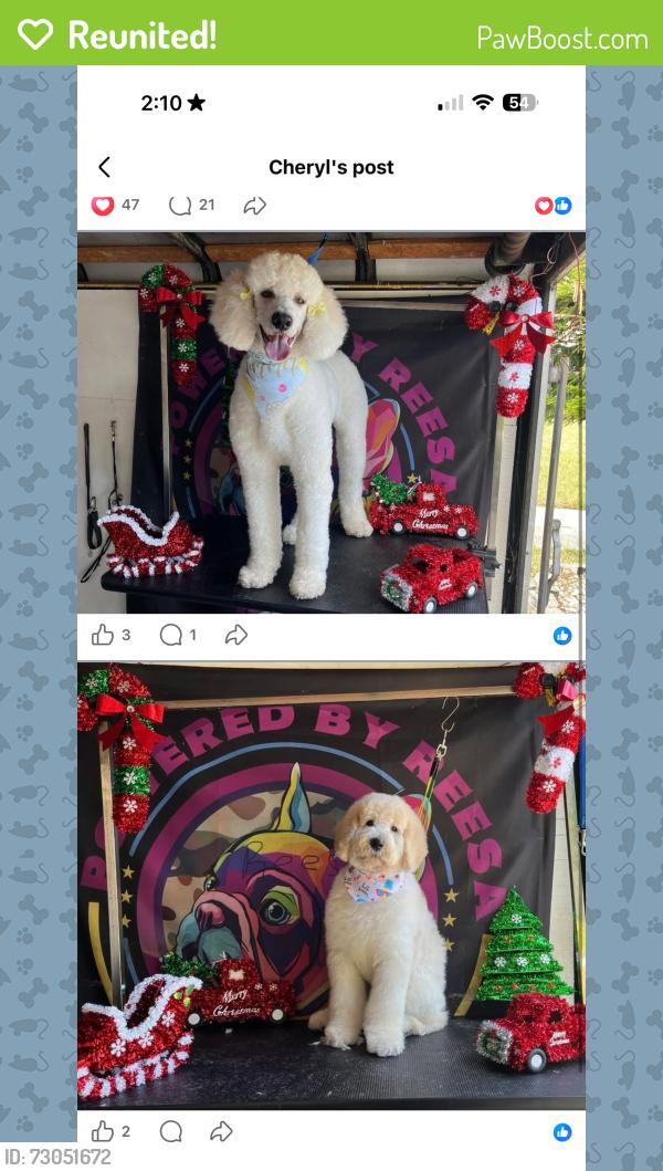 Reunited Female Dog last seen NE 212th Street, miami, Florida , Miami Gardens, FL 33169