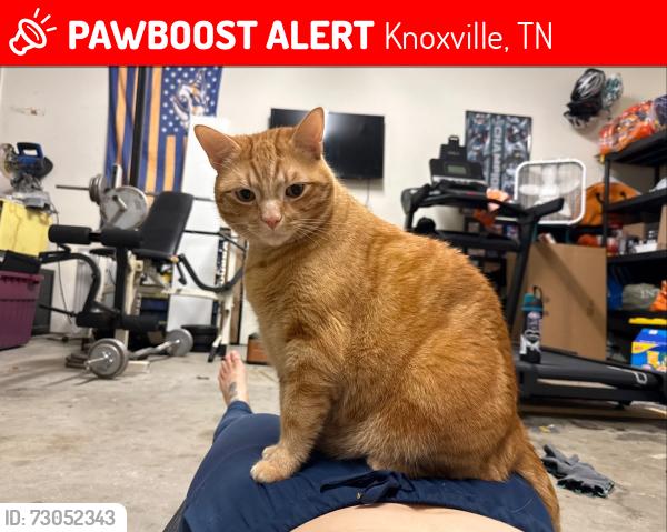 Lost Male Cat last seen Oleary Rd. Knoxville, Knoxville, TN 37918