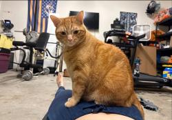 Lost Male Cat last seen Oleary Rd. Knoxville, Knoxville, TN 37918