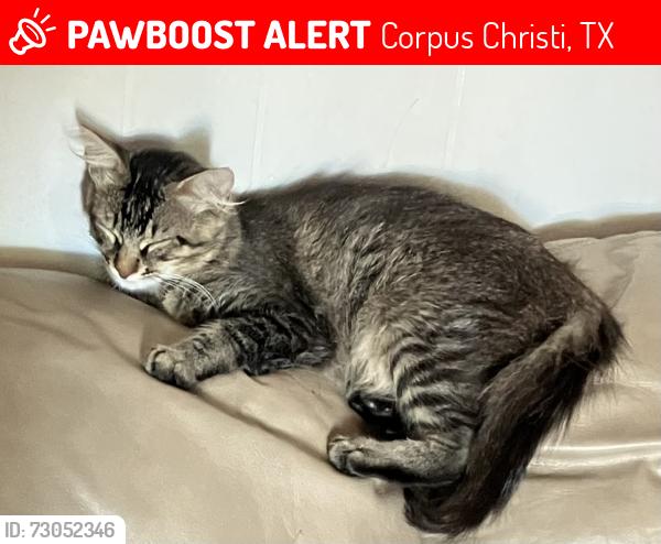 Lost Male Cat last seen Corpus Christi Trade Center, Corpus Christi, TX 78415