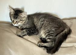 Lost Male Cat last seen Corpus Christi Trade Center, Corpus Christi, TX 78415