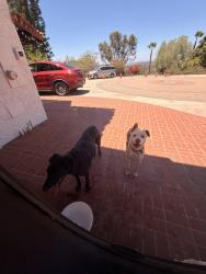 Found/Stray Unknown Dog last seen Campo Rd, Jamul, CA 91935
