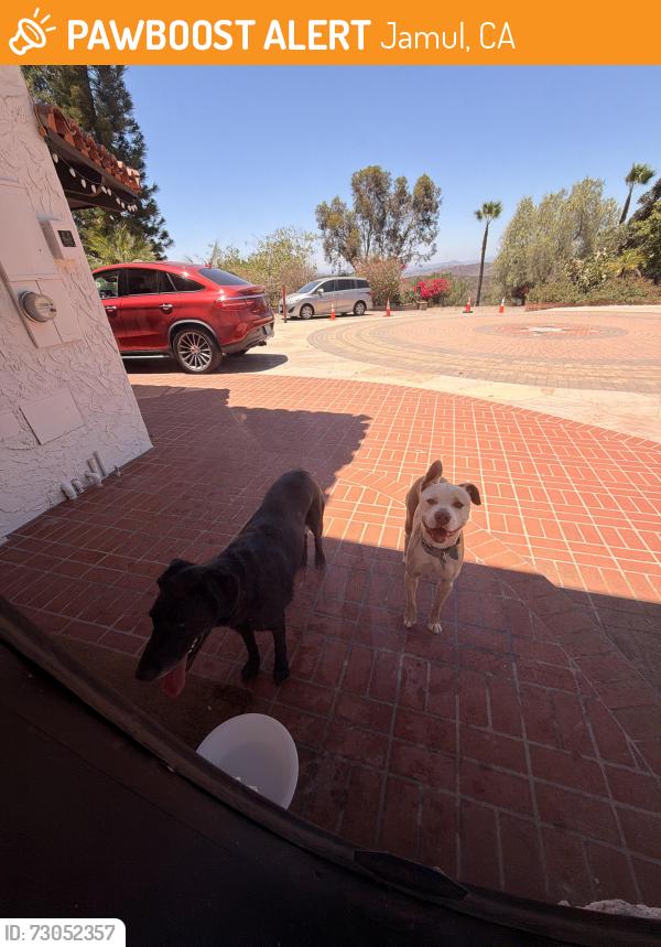 Found/Stray Unknown Dog last seen Campo Rd, Jamul, CA 91935