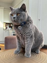 Lost Male Cat last seen Lancaster Avenue, Norwood, England SE27
