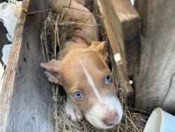 Shelter Stray Female Dog last seen , , TX, 355 Hillshire Dr, Haslet, TX 76052, USA