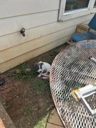 Shelter Stray Female Dog last seen , , TX, 355 Hillshire Dr, Haslet, TX 76052, USA