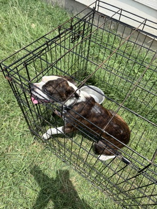 Shelter Stray Male Dog last seen , , TX, 355 Hillshire Dr, Haslet, TX 76052, USA