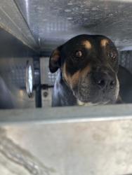 Shelter Stray Male Dog last seen , , TX, 355 Hillshire Dr, Haslet, TX 76052, USA