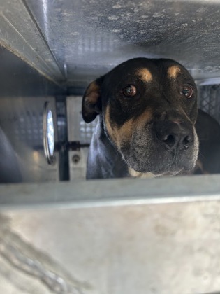 Shelter Stray Male Dog last seen , , TX, 355 Hillshire Dr, Haslet, TX 76052, USA