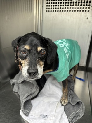 Shelter Stray Male Dog last seen Near E LANCASTER AVE, East District, , 355 Hillshire Dr, Haslet, TX 76052, USA
