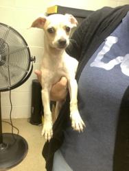 Shelter Stray Male Dog last seen Near PARK ST, North District, TX, 355 Hillshire Dr, Haslet, TX 76052, USA