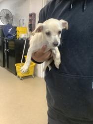 Shelter Stray Male Dog last seen Near PARK ST, North District, TX, 355 Hillshire Dr, Haslet, TX 76052, USA