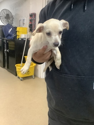 Shelter Stray Male Dog last seen Near PARK ST, North District, TX, 355 Hillshire Dr, Haslet, TX 76052, USA