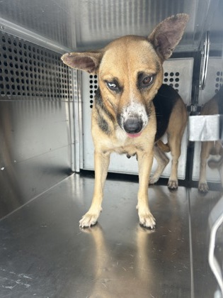 Shelter Stray Female Dog last seen Near E BERRY ST, East District, TX, 355 Hillshire Dr, Haslet, TX 76052, USA