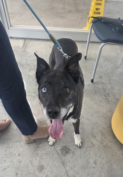 Shelter Stray Male Dog last seen , , TX, 355 Hillshire Dr, Haslet, TX 76052, USA