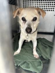 Shelter Stray Male Dog last seen Near NE 28TH ST, North District, TX, 355 Hillshire Dr, Haslet, TX 76052, USA