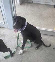 Shelter Stray Male Dog last seen Near Putney Way, North District, TX, 355 Hillshire Dr, Haslet, TX 76052, USA