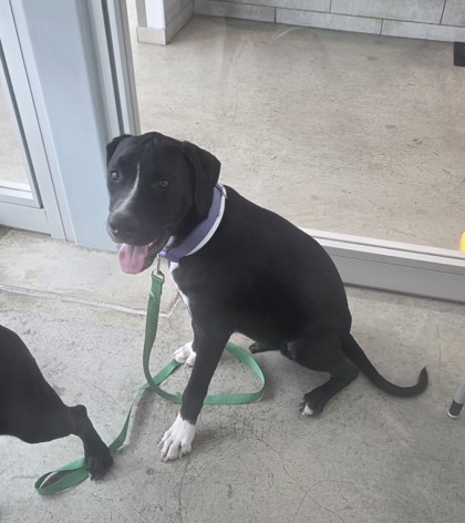 Shelter Stray Male Dog last seen Near Putney Way, North District, TX, 355 Hillshire Dr, Haslet, TX 76052, USA
