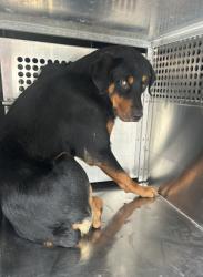 Shelter Stray Male Dog last seen Near RAMEY AVE, East District, TX, 355 Hillshire Dr, Haslet, TX 76052, USA