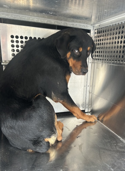 Shelter Stray Male Dog last seen Near RAMEY AVE, East District, TX, 355 Hillshire Dr, Haslet, TX 76052, USA