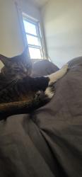 Lost Male Cat last seen Vale Cemetery Schenectady NY, Schenectady, NY 12308