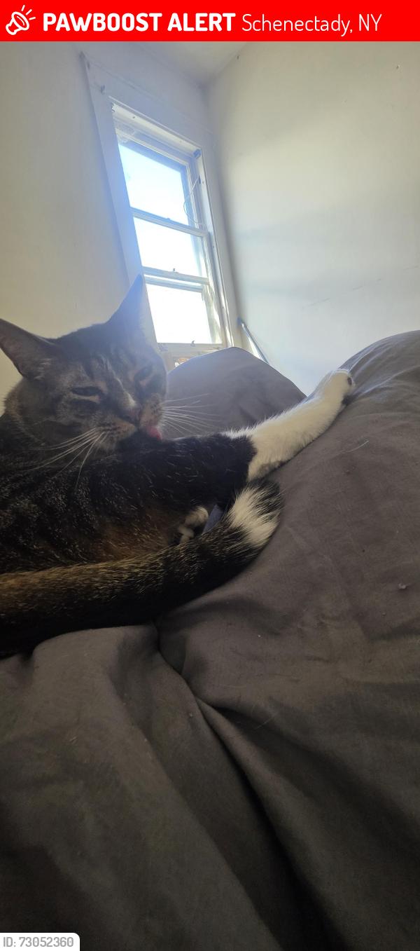 Lost Male Cat last seen Vale Cemetery Schenectady NY, Schenectady, NY 12308