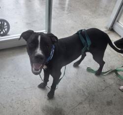 Shelter Stray Male Dog last seen Near Putney, North District, TX, 355 Hillshire Dr, Haslet, TX 76052, USA
