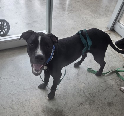 Shelter Stray Male Dog last seen Near Putney, North District, TX, 355 Hillshire Dr, Haslet, TX 76052, USA
