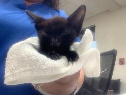Shelter Stray Male Cat last seen Near North Fwy, North District, TX, 355 Hillshire Dr, Haslet, TX 76052, USA