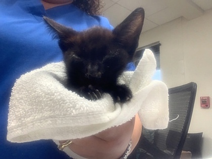 Shelter Stray Male Cat last seen Near North Fwy, North District, TX, 355 Hillshire Dr, Haslet, TX 76052, USA