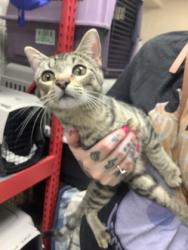 Shelter Stray Female Cat last seen , North District, TX, 355 Hillshire Dr, Haslet, TX 76052, USA