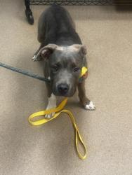 Shelter Stray Male Dog last seen Near Panthersville Rd, Decatur 30034, 30034, GA, 3280 Chamblee Dunwoody Rd, Chamblee, GA 30341, USA