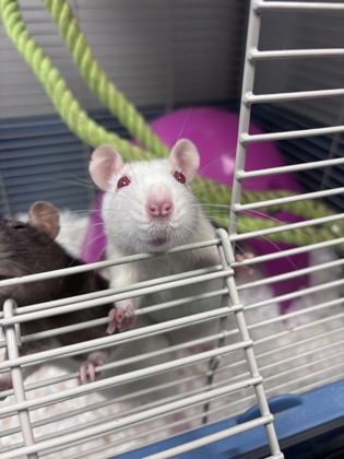 Shelter Stray Female Fancy rat last seen Near Ridge Forest Dr Stone Mountain, 30083, 30083, GA, 3280 Chamblee Dunwoody Rd, Chamblee, GA 30341, USA