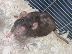 Shelter Stray Female Fancy rat last seen Near Ridge Forest Dr Stone Mountain, 30083, 30083, GA, 3280 Chamblee Dunwoody Rd, Chamblee, GA 30341, USA