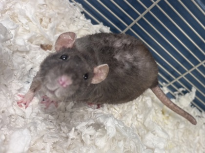 Shelter Stray Female Fancy rat last seen Near Ridge Forest Dr Stone Mountain, 30083, 30083, GA, 3280 Chamblee Dunwoody Rd, Chamblee, GA 30341, USA
