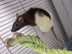 Shelter Stray Female Fancy rat last seen Near Ridge Forest Dr Stone Mountain, 30083, 30083, GA, 3280 Chamblee Dunwoody Rd, Chamblee, GA 30341, USA