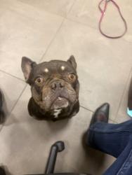Shelter Stray Male Dog last seen Newsome Road, 75149, TX, 1650 Gross Rd, Mesquite, TX 75149, USA