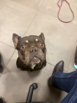 Shelter Stray Male Dog last seen Newsome Road, 75149, TX, 1650 Gross Rd, Mesquite, TX 75149, USA