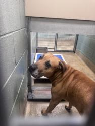 Shelter Stray Male Dog last seen Near 106th ave, Oakland, CA, 1101 29th Ave, Oakland, CA 94601, USA