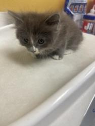 Shelter Stray Male Cat last seen Near Franklin Dr., 75150, TX, 1650 Gross Rd, Mesquite, TX 75149, USA
