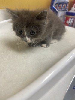 Shelter Stray Male Cat last seen Near Franklin Dr., 75150, TX, 1650 Gross Rd, Mesquite, TX 75149, USA