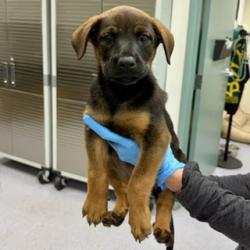 Shelter Stray Female Dog last seen , , CA, 1101 29th Ave, Oakland, CA 94601, USA