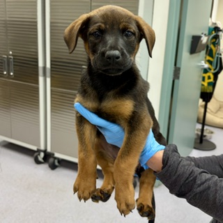 Shelter Stray Female Dog last seen , , CA, 1101 29th Ave, Oakland, CA 94601, USA