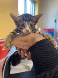 Shelter Stray Male Cat last seen Near Franklin Dr., 75150, TX, 1650 Gross Rd, Mesquite, TX 75149, USA