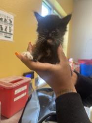 Shelter Stray Female Cat last seen Near Franklin Dr., 75150, TX, 1650 Gross Rd, Mesquite, TX 75149, USA