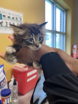 Shelter Stray Male Cat last seen Near Franklin Dr., 75150, TX, 1650 Gross Rd, Mesquite, TX 75149, USA