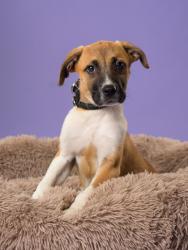 Shelter Stray Female Dog last seen Near Oakley Industrial Blvd, Atlanta, GA, 1251 Fulton Industrial Blvd NW, Atlanta, GA 30336, USA