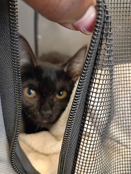 Shelter Stray Unknown Cat last seen Near Campbellton Road, Atlanta, GA, 1251 Fulton Industrial Blvd NW, Atlanta, GA 30336, USA